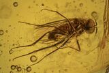Detailed Fossil Dance Fly (Empididae) In Baltic Amber - Huge Eyes! #234503-1